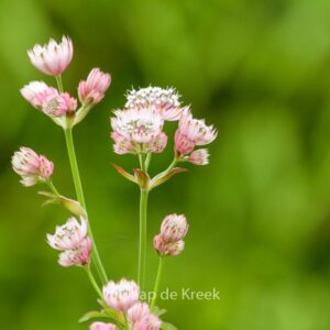 Astrantia major 'Primadonna'