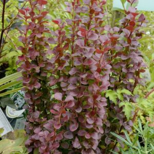 Berberis thunbergii 'Red Tower'