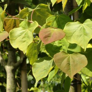 Cercis canadensis 'Royal White'