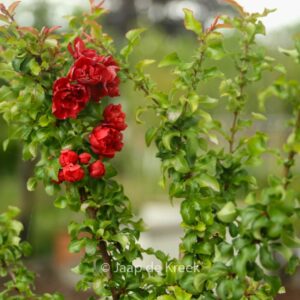 Chaenomeles japonica 'Red Joy'