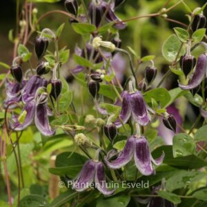 Clematis 'Fascination'