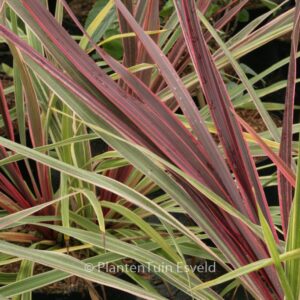 Cordyline 'Can Can'