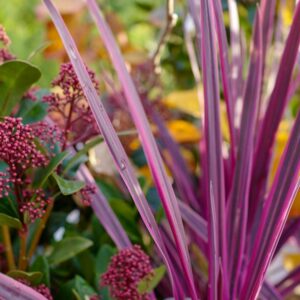 Cordyline 'Paso Doble'