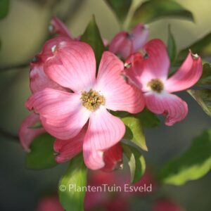 Cornus florida 'Red Giant'