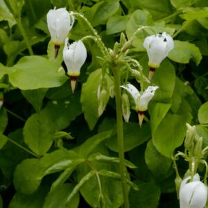 Dodecatheon meadia 'Album'