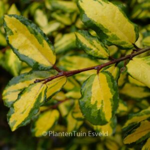 Elaeagnus pungens 'Maculata'