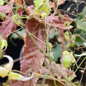 Epimedium 'Spine Tingler'