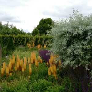 Eremurus stenophyllus