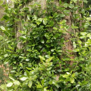 Euonymus fortunei 'Vegetus'