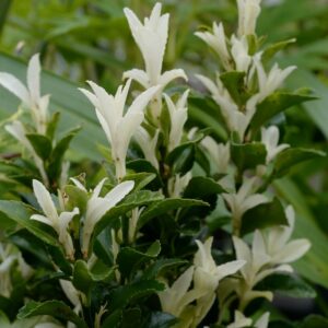 Euonymus japonicus 'Lankveld03' PALOMA BLANCA