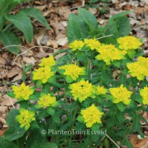 Euphorbia polychroma 'Senior'