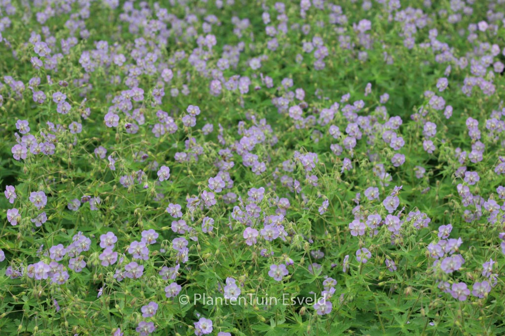 Geranium phaeum 'Walkuere'