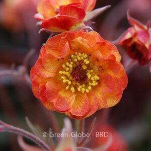 Geum 'Alabama Slammer'