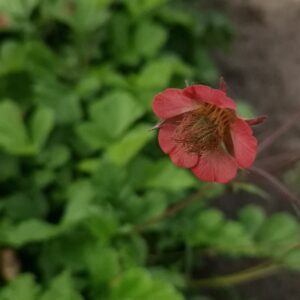 Geum rivale 'Leonard's Variety'