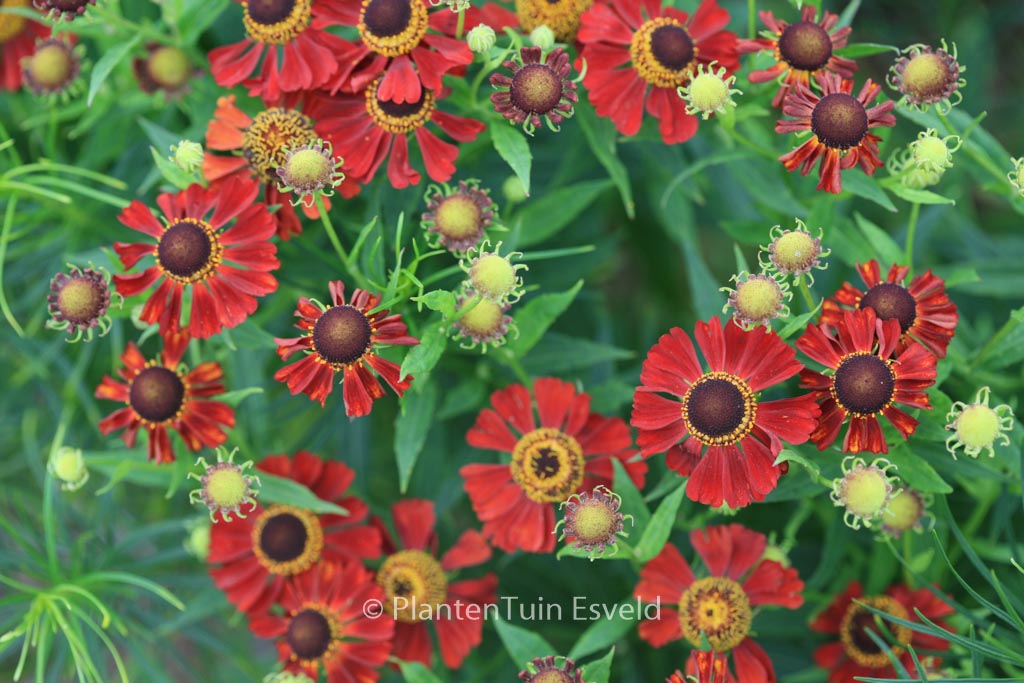 Helenium 'Rubinzwerg'