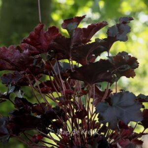 Heuchera 'Black Beauty'