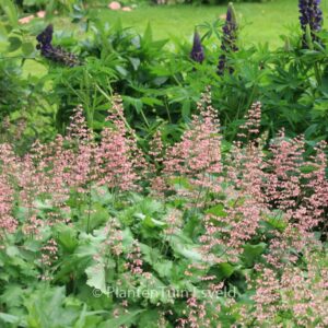 Heuchera 'Strawberry Swirl'