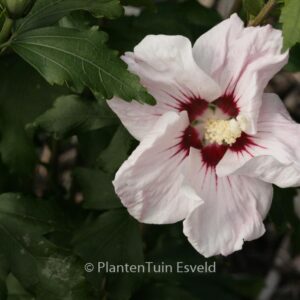 Hibiscus syriacus 'Melrose'