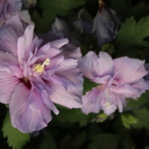 Hibiscus syriacus 'Notwood Three' (BLUE CHIFFON)