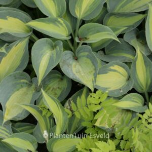 Hosta 'Catherine'