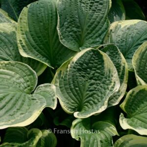 Hosta 'Christmas Tree'