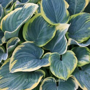 Hosta 'Sagae'