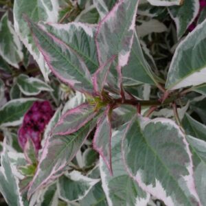 Hydrangea serrata 'Gotemba-nishiki' (Euphoria Pink)