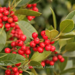 Ilex altaclerensis 'Belgica'