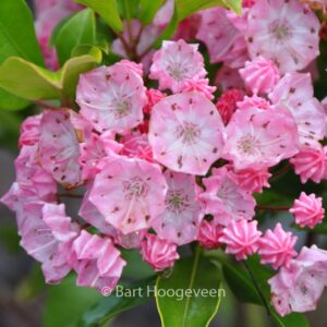 Kalmia latifolia 'Olympic Fire'