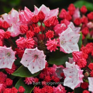 Kalmia latifolia 'Ostbo Red'