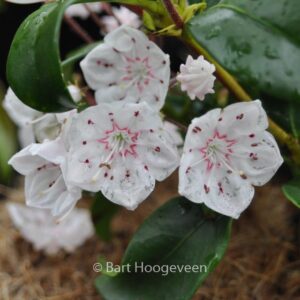 Kalmia latifolia 'Zebulon'