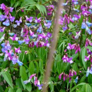 Lathyrus vernus