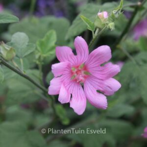 Lavatera 'Candy Floss'
