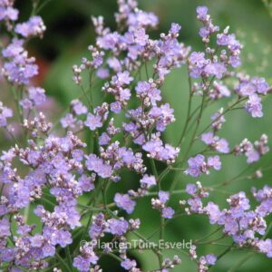 Limonium latifolium