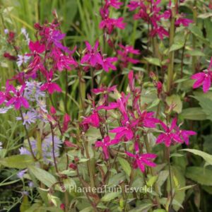 Lobelia 'Tania'