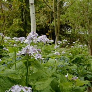 Lunaria rediviva