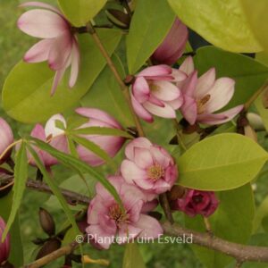 Magnolia 'Fairy Magnolia Blush'
