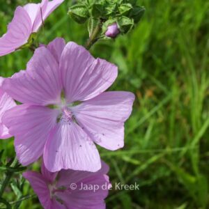 Malva moschata