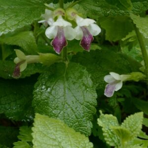 Melittis melissophyllum