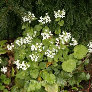 Pachyphragma macrophyllum