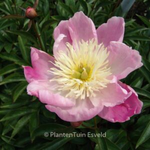 Paeonia 'Wladyslawa'