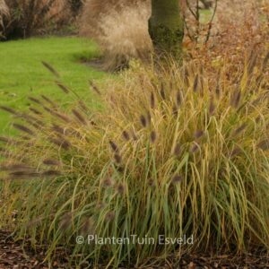 Pennisetum alopecuroides 'Moudry'