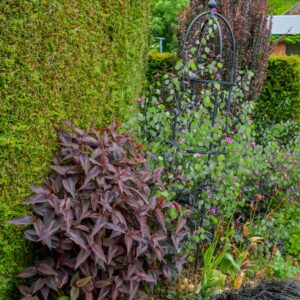 Persicaria microcephala 'Night Dragon'