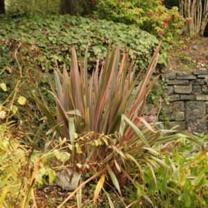 Phormium 'Rainbow Queen'