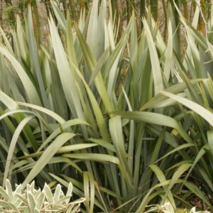 Phormium tenax