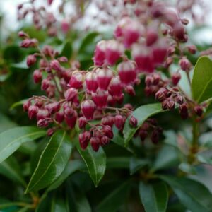 Pieris japonica 'Passion'
