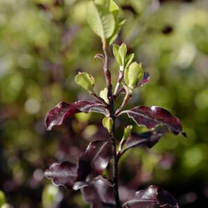 Pittosporum tenuifolium 'Dark Diva'
