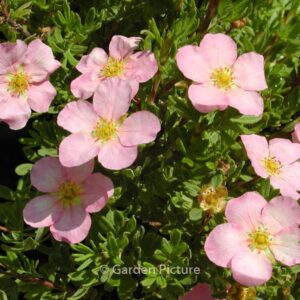 Potentilla fruticosa 'Pink Beauty' (LOVELY PINK)