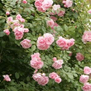 Rosa 'Climbing Canibo' (CLIMBING BONICA)