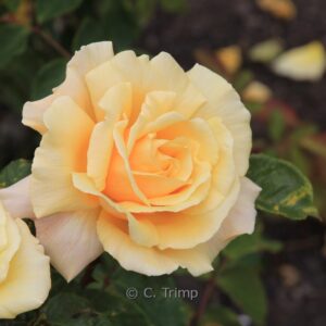 Rosa 'Diamond Jubilee'